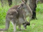 Kan ga roo?